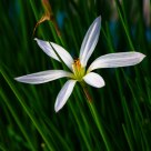 A White Flower (horizontal)